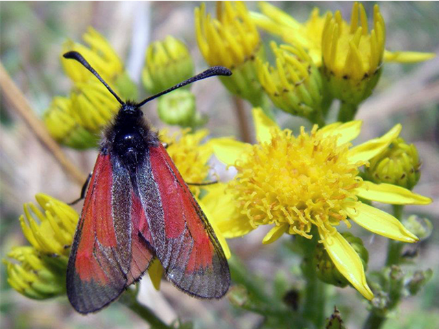 Cinnabar Moth Photo by Michael Werndly